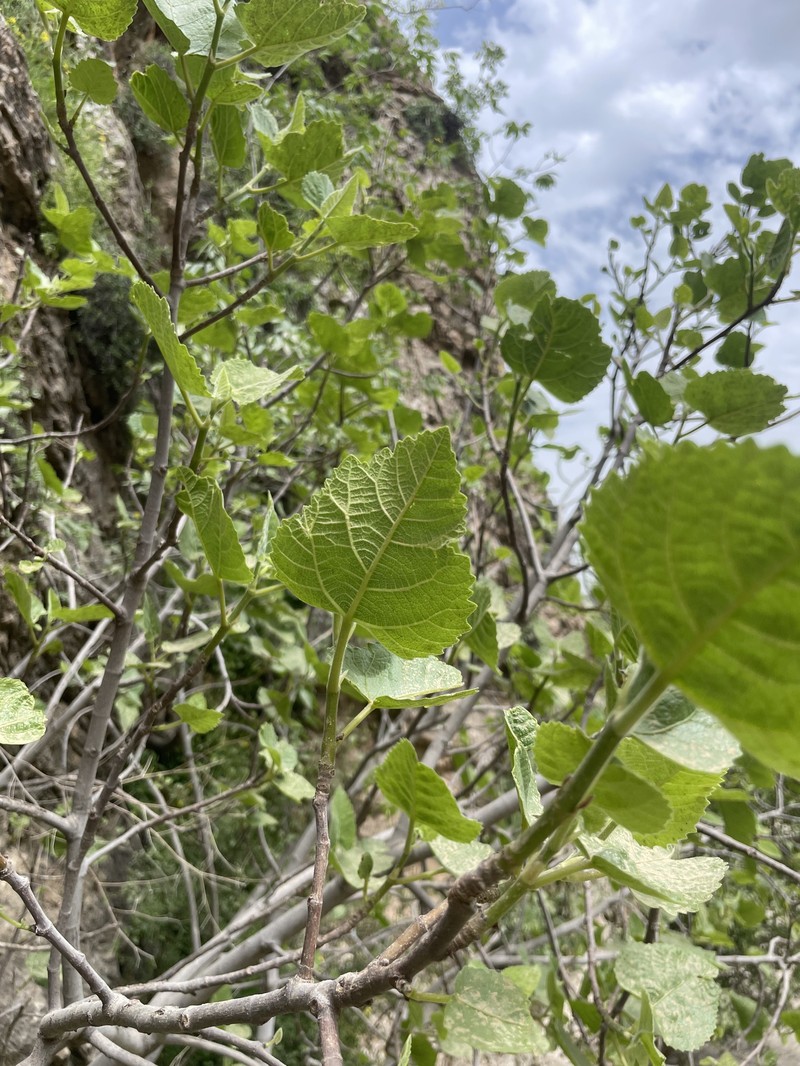 Ficus carica subsp. rupestris
