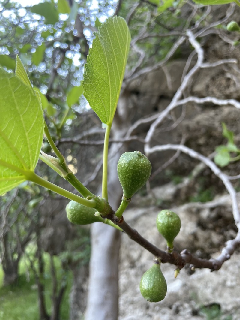 Ficus carica subsp. rupestris photo 3