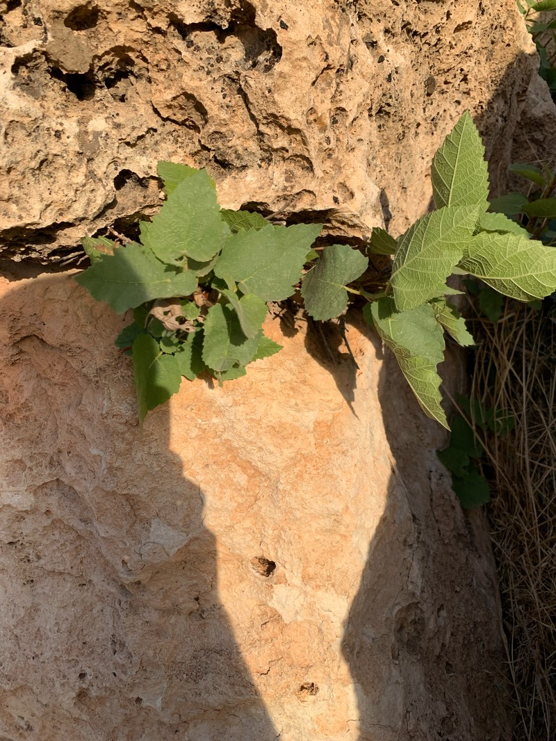 Ficus carica subsp. rupestris photo 4