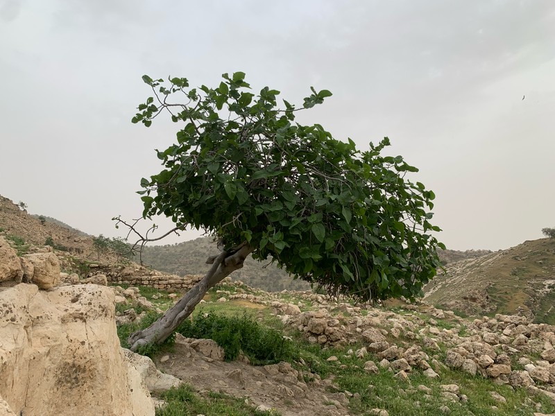 Ficus carica subsp. rupestris photo 6