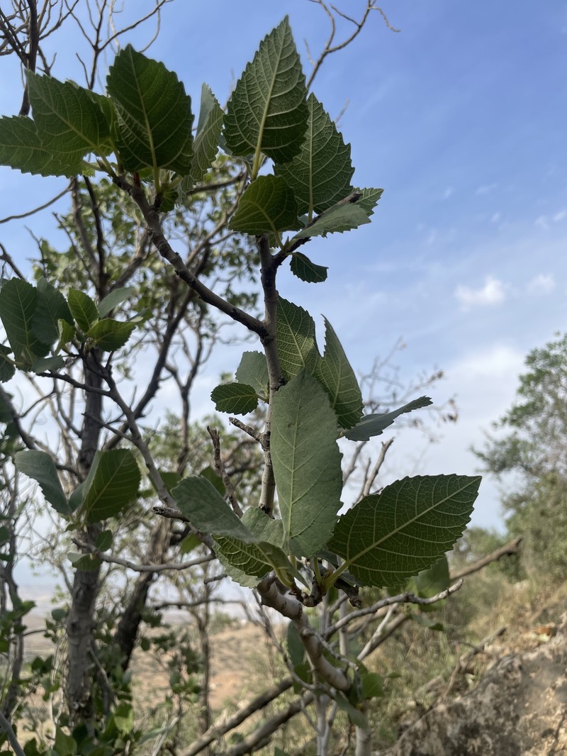 Ficus carica subsp. rupestris photo 7