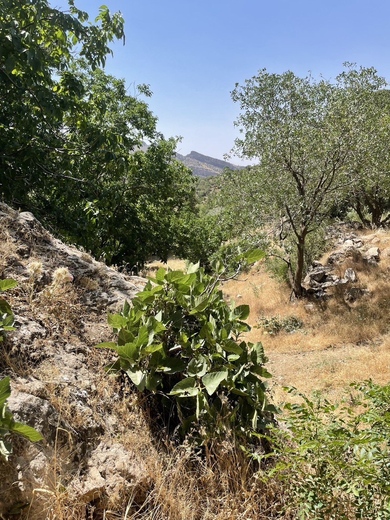 Ficus carica subsp. rupestris photo 8