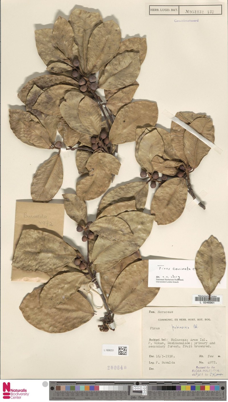 Ficus carinata