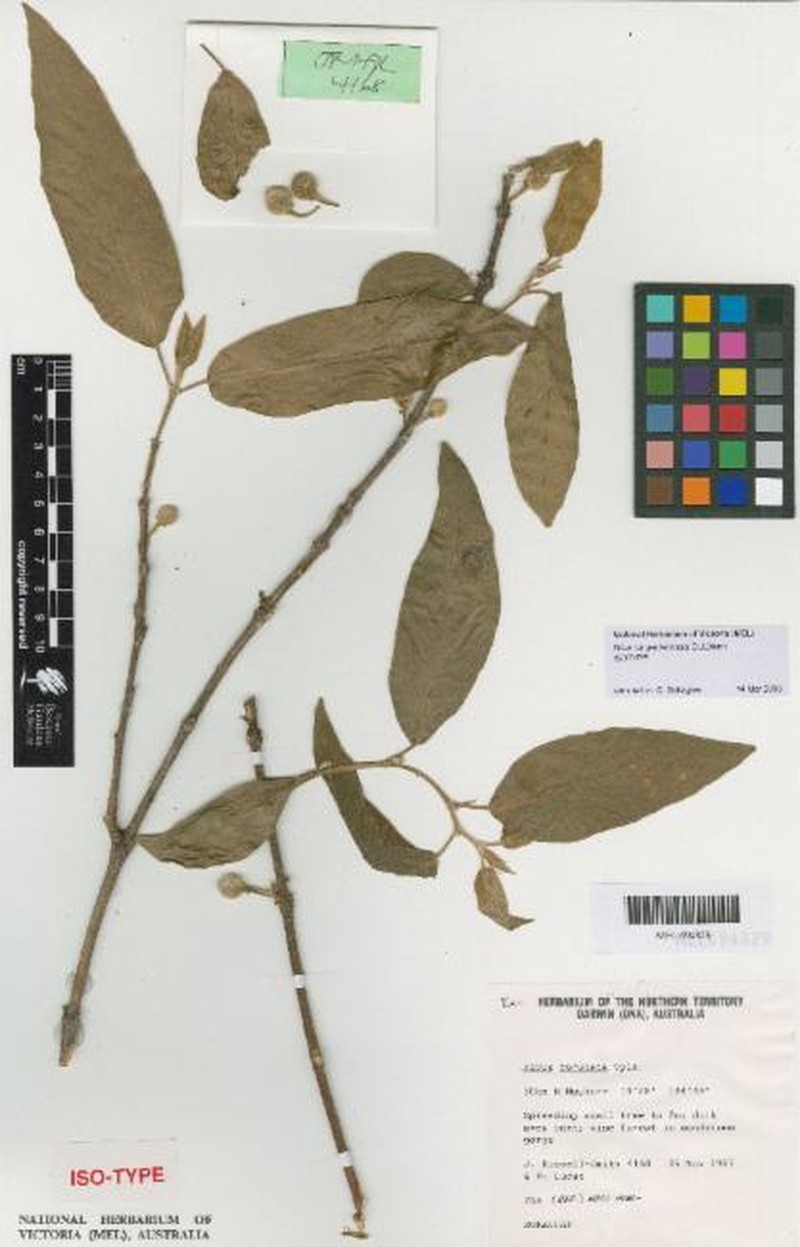 Ficus carpentariensis