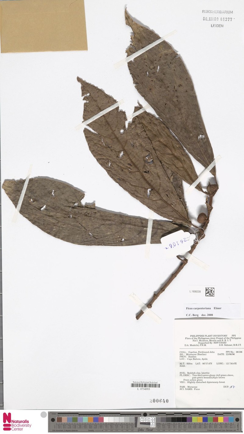 Ficus carpenteriana
