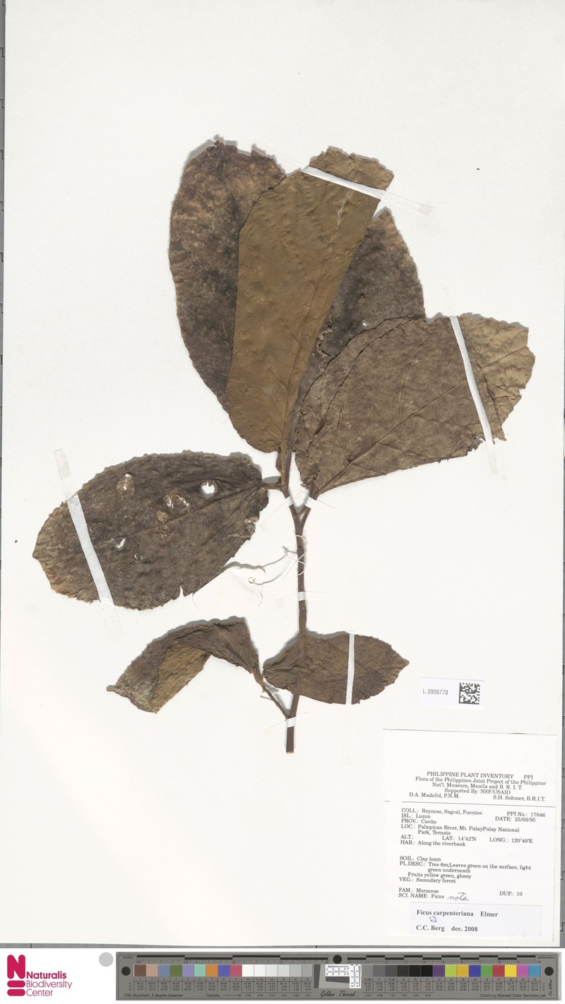 Ficus carpenteriana photo 3