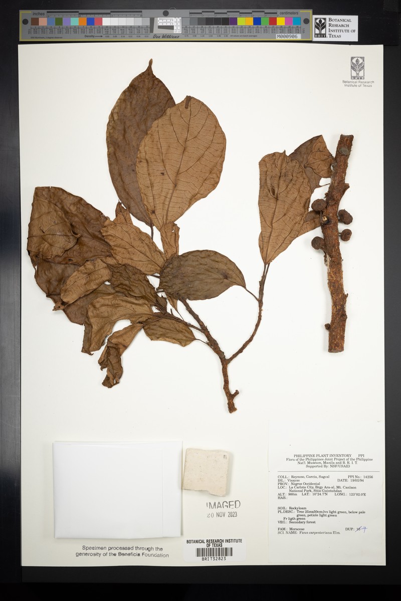 Ficus carpenteriana photo 4