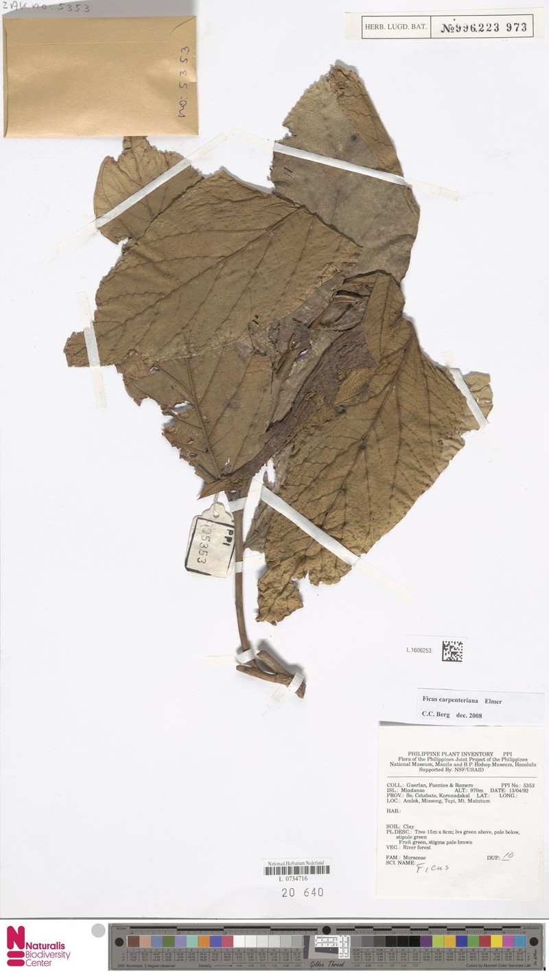 Ficus carpenteriana photo 5