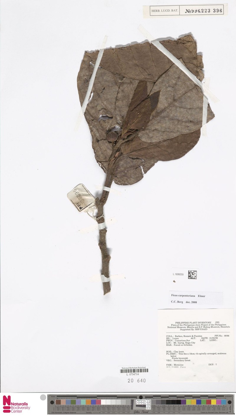 Ficus carpenteriana photo 6