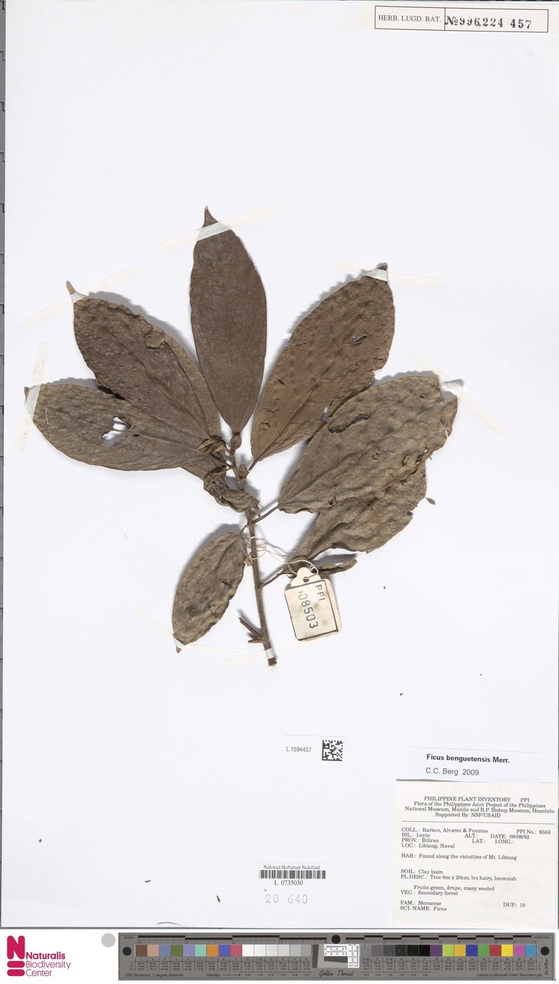 Ficus carpenteriana photo 8