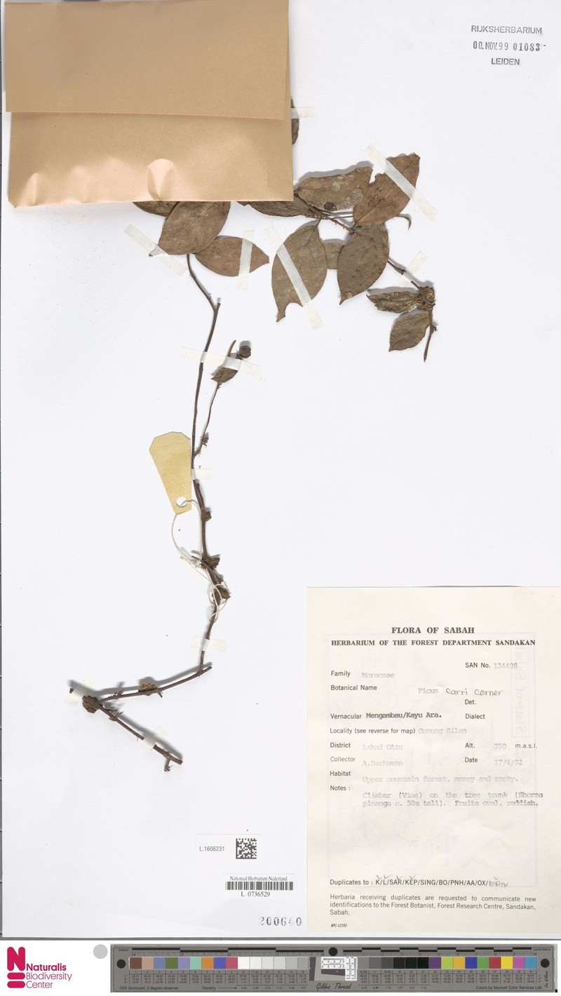Ficus carrii