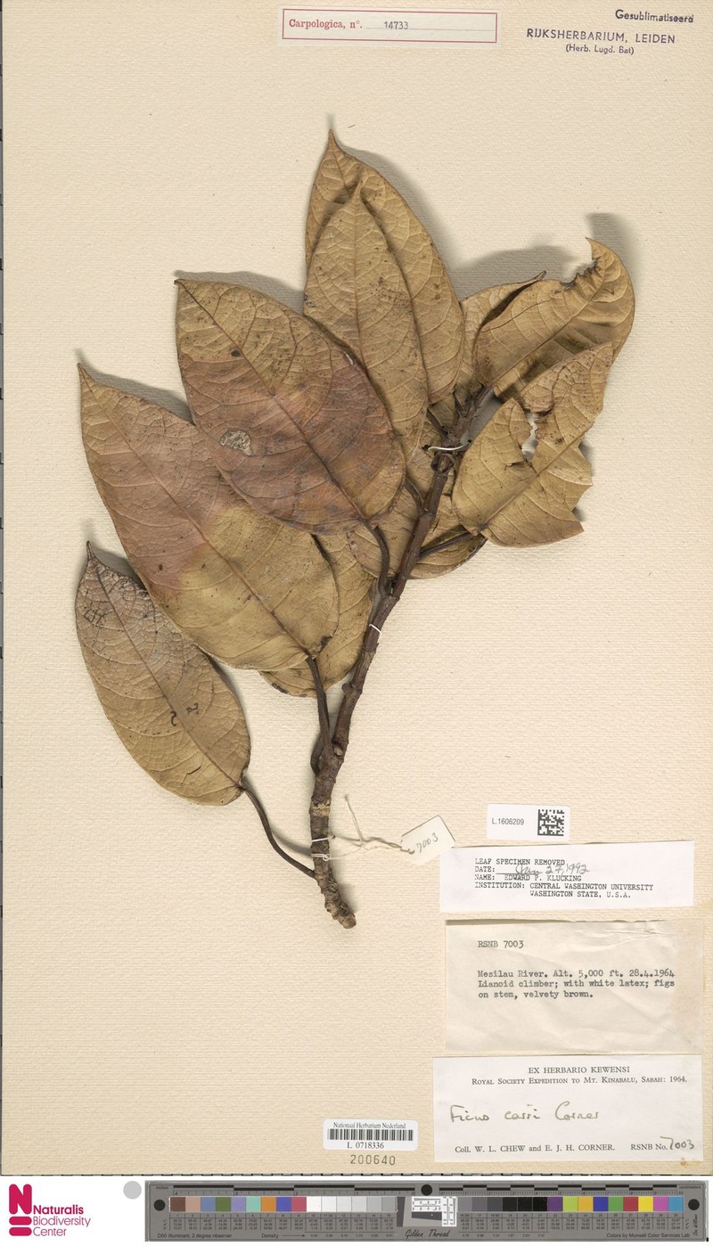 Ficus carrii photo 2
