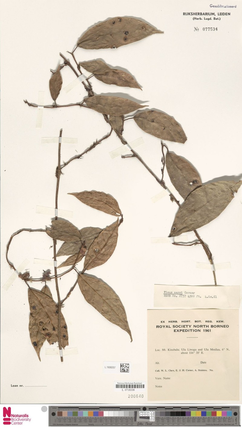 Ficus carrii photo 3