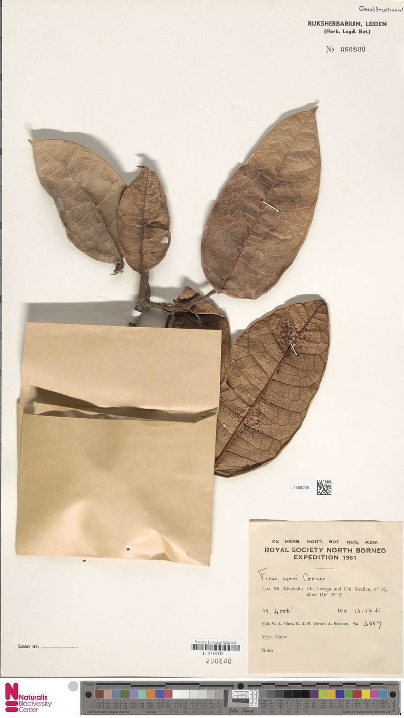 Ficus carrii photo 4