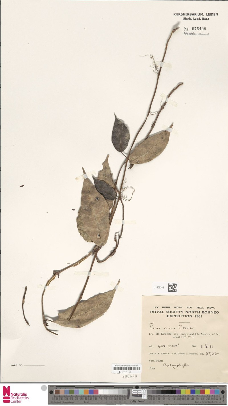 Ficus carrii photo 5