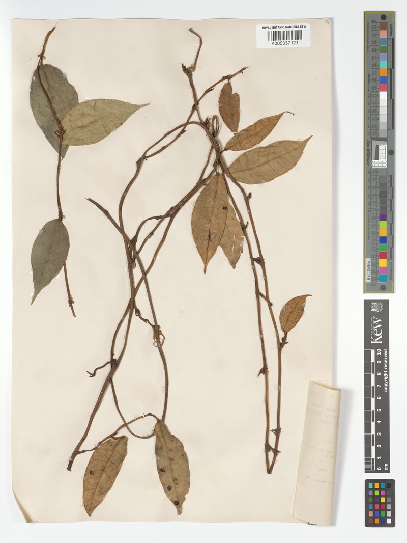 Ficus carrii photo 6