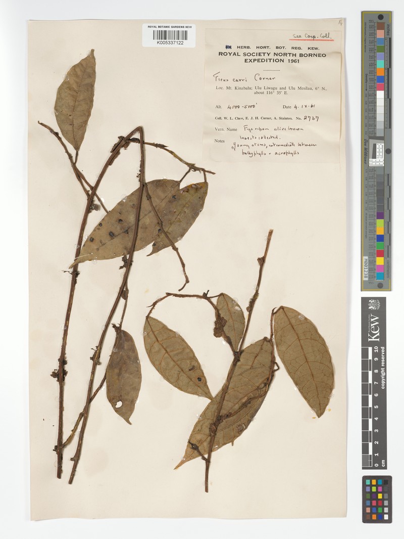 Ficus carrii photo 7