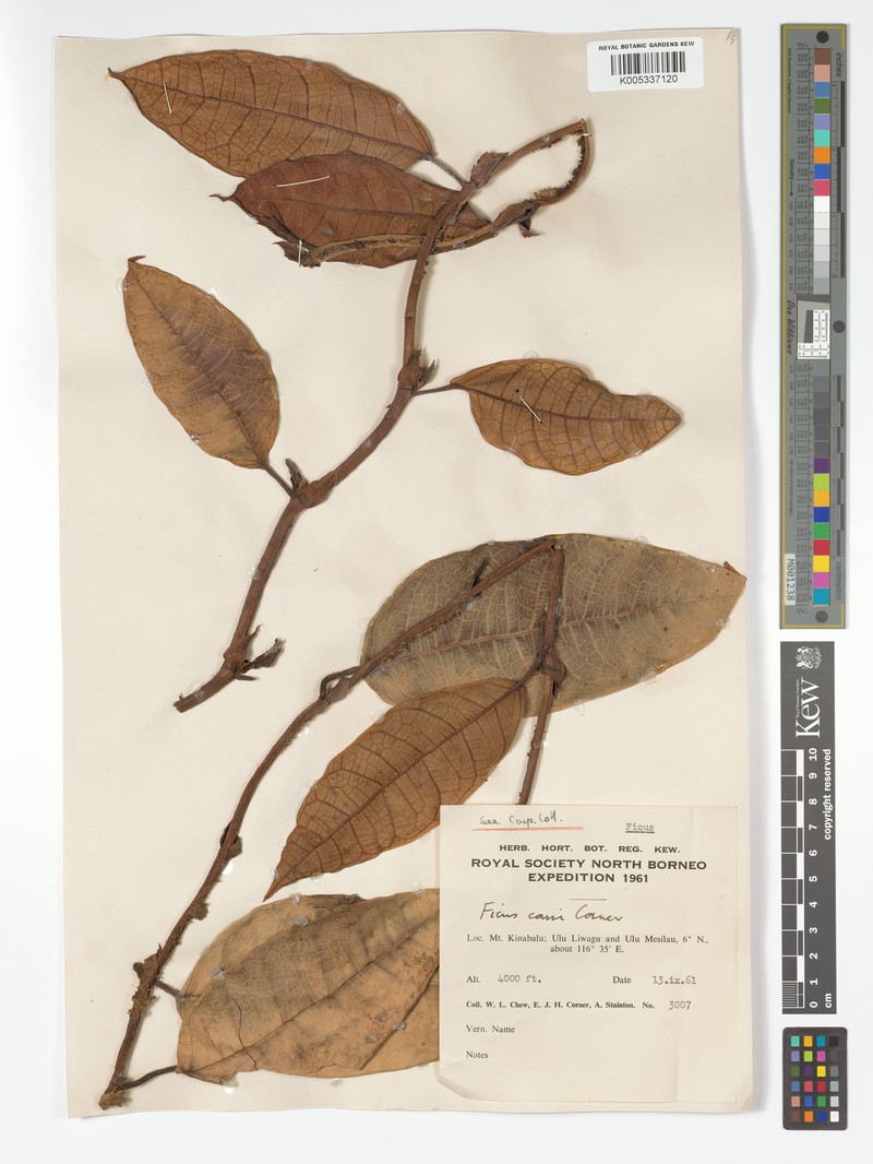 Ficus carrii photo 8