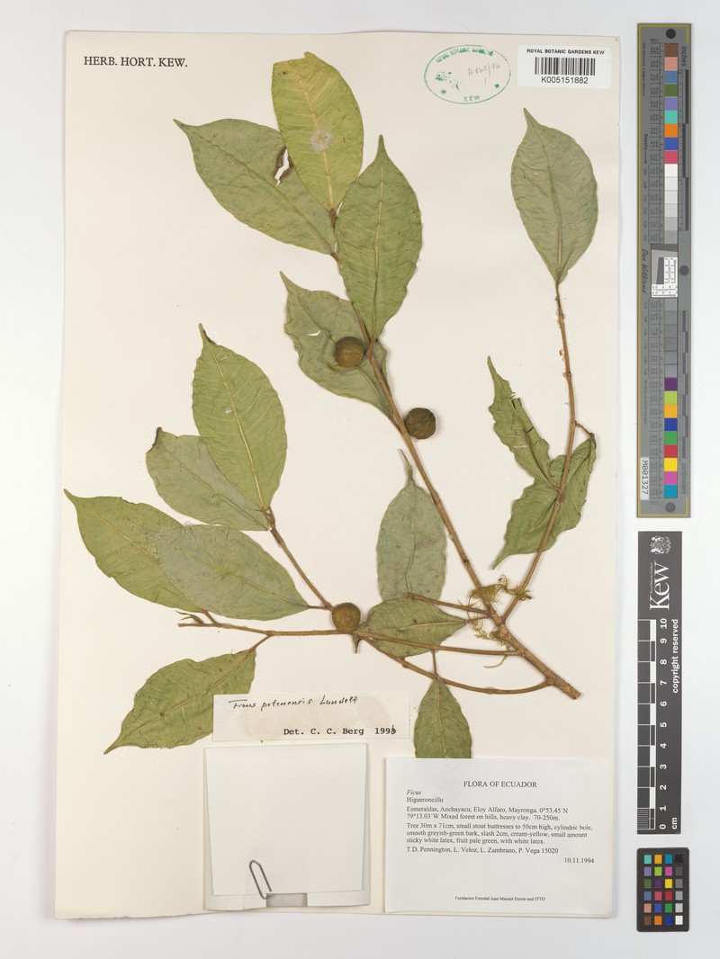 Ficus carvajalii
