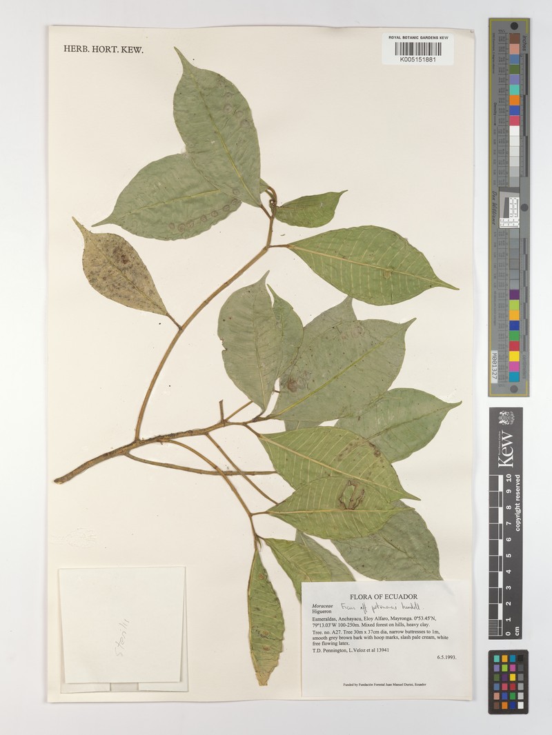 Ficus carvajalii photo 2