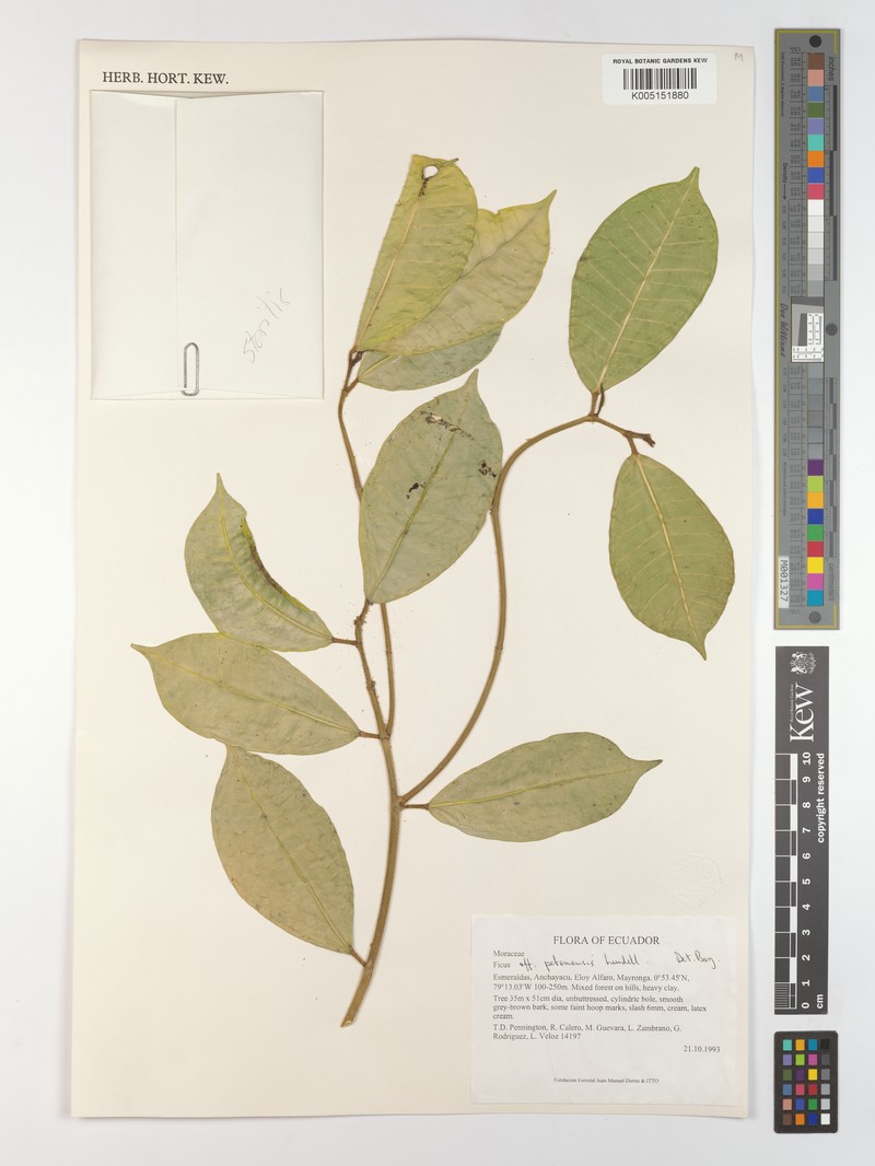 Ficus carvajalii photo 3