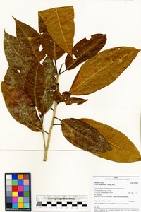 Ficus casapiensis