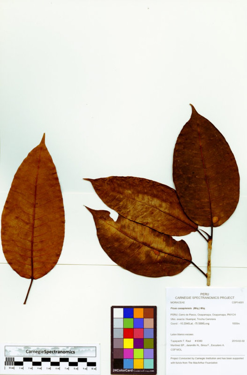 Ficus casapiensis photo 2