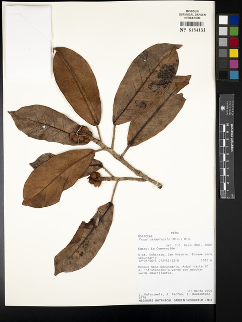Ficus casapiensis photo 3