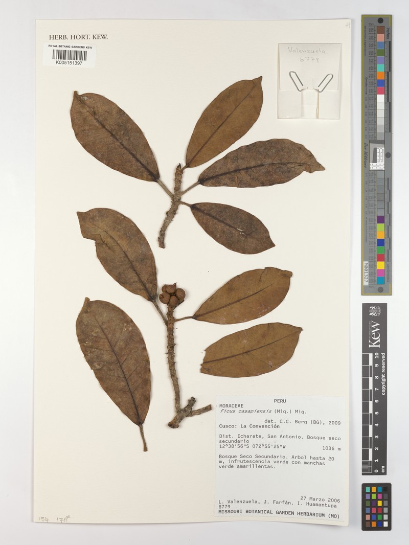 Ficus casapiensis photo 4