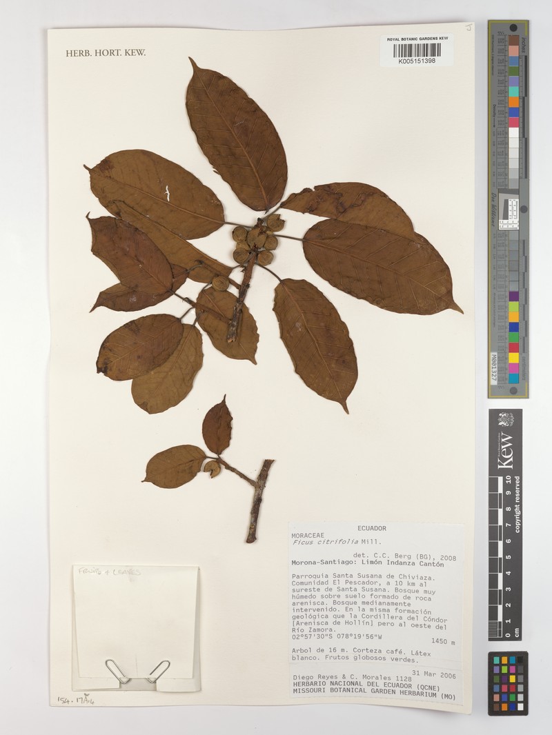 Ficus casapiensis photo 5