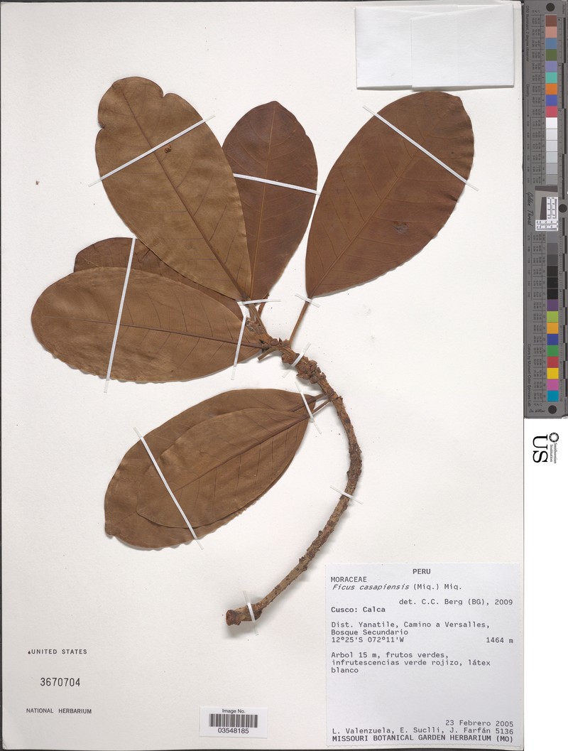 Ficus casapiensis photo 6