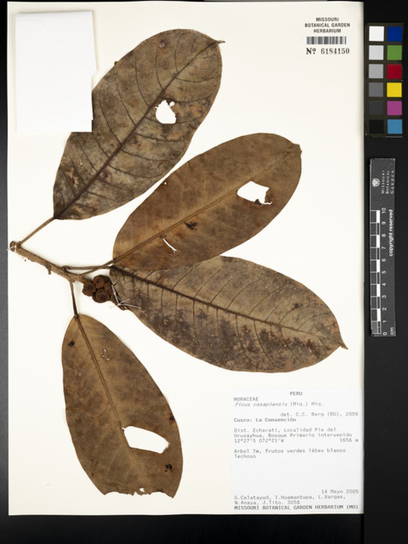 Ficus casapiensis photo 7