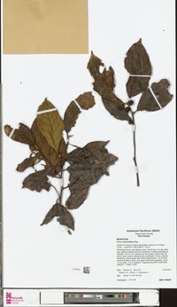 Ficus casearioides