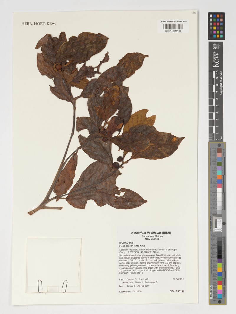 Ficus casearioides photo 2