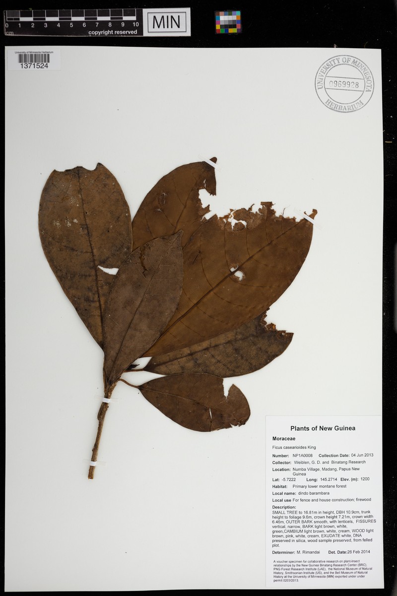 Ficus casearioides photo 3