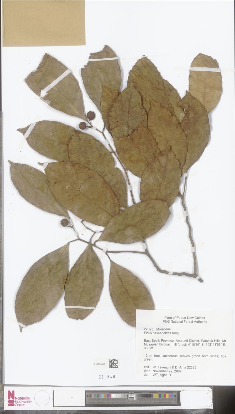 Ficus casearioides photo 4
