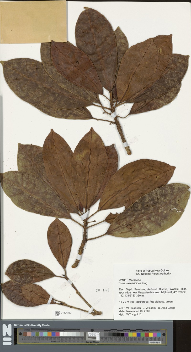 Ficus casearioides photo 5