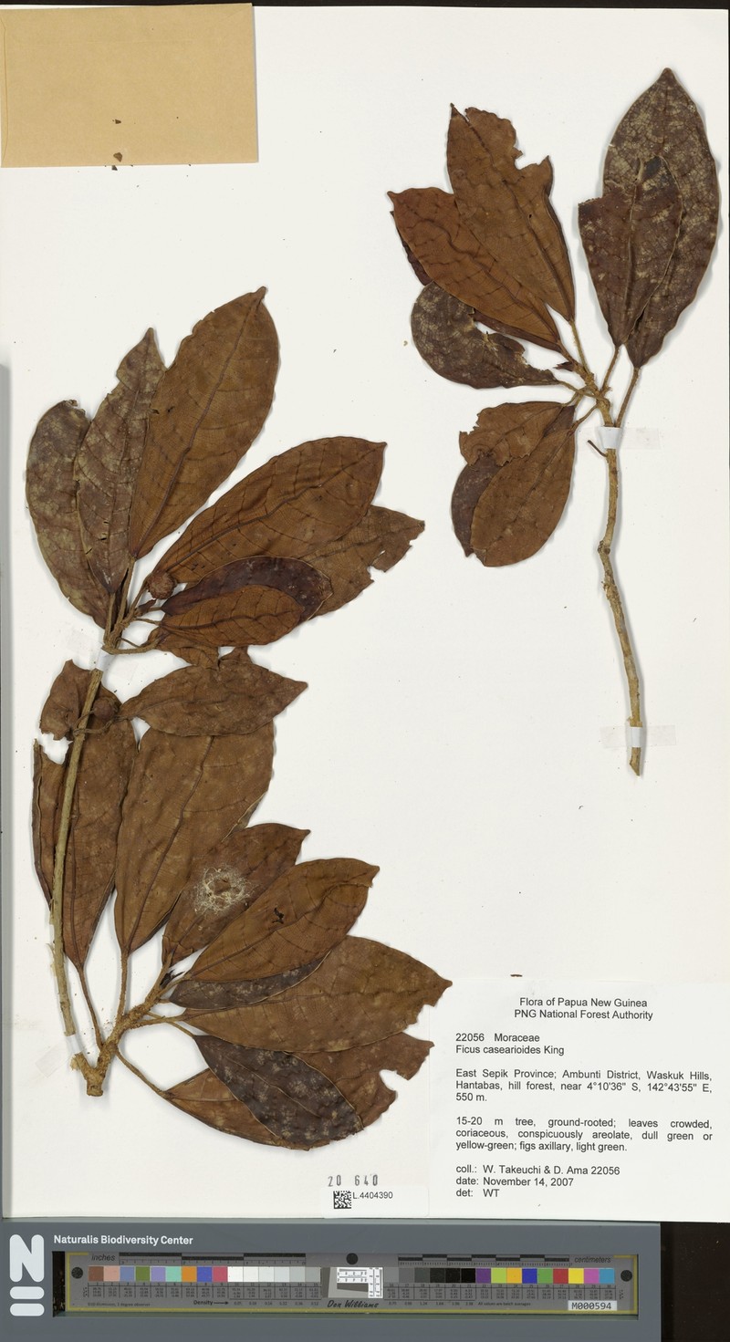 Ficus casearioides photo 6
