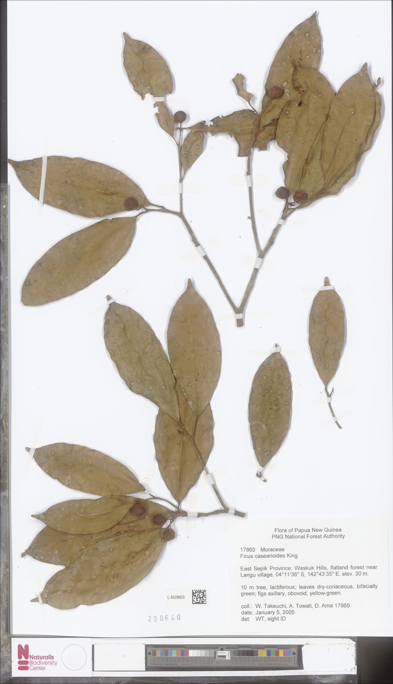 Ficus casearioides photo 7