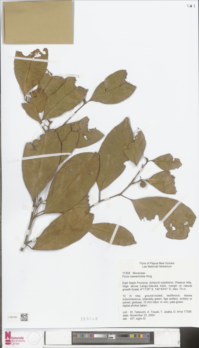 Ficus casearioides photo 8