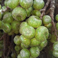 Ficus cassidyana