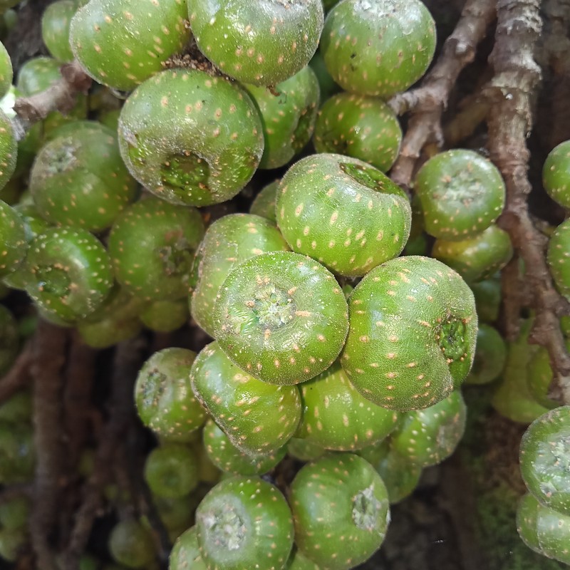 Ficus cassidyana photo 2