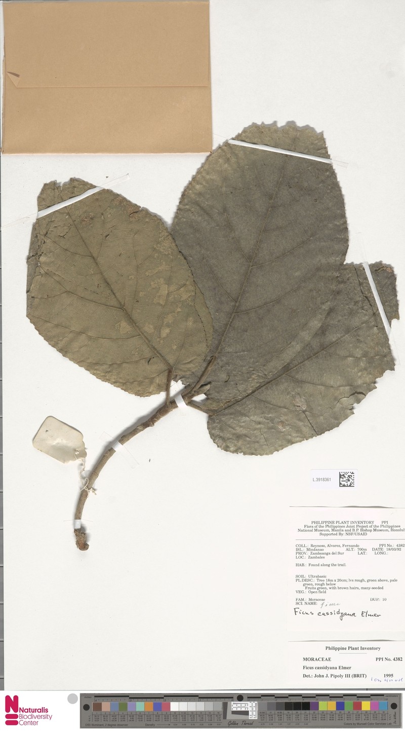 Ficus cassidyana photo 3