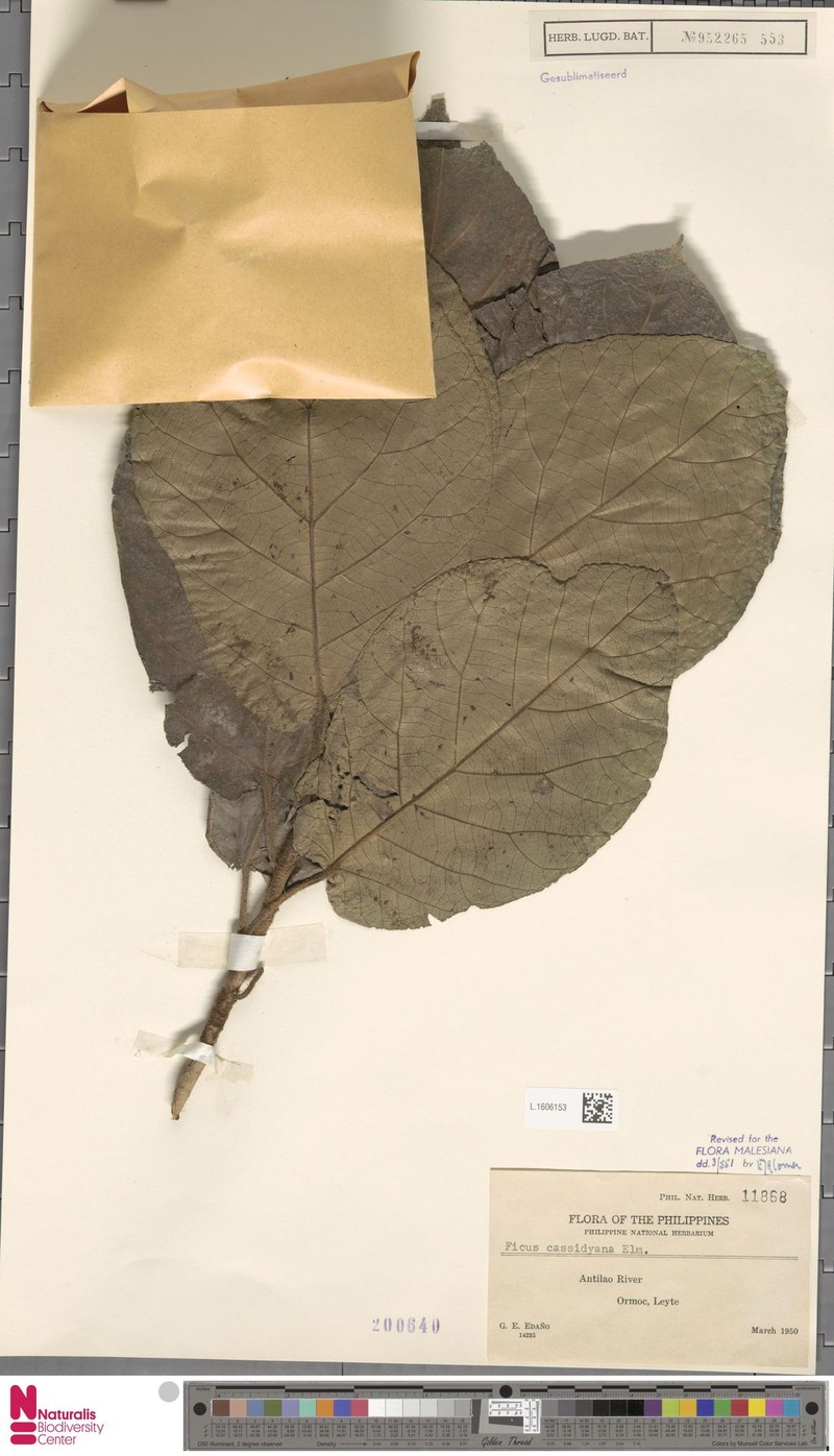 Ficus cassidyana photo 4