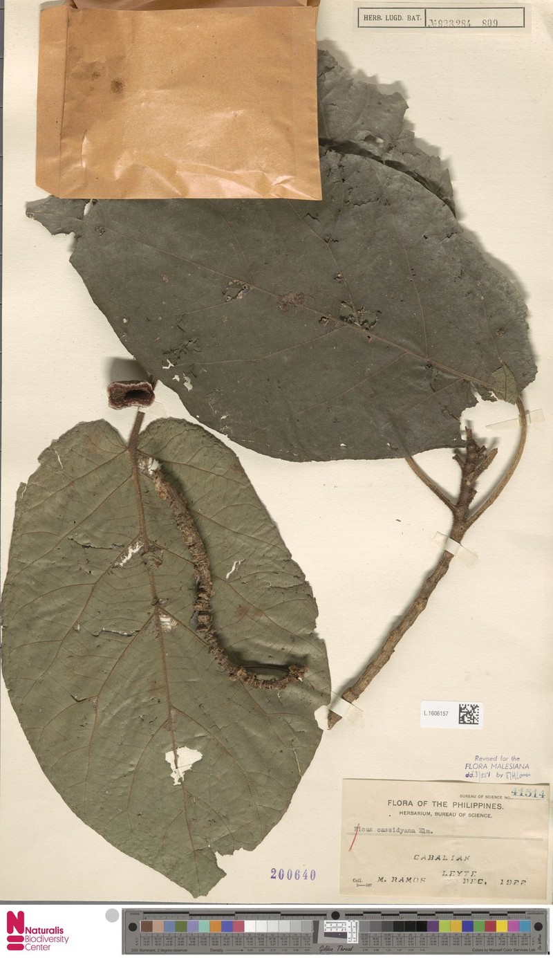 Ficus cassidyana photo 5