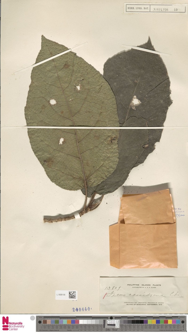 Ficus cassidyana photo 6