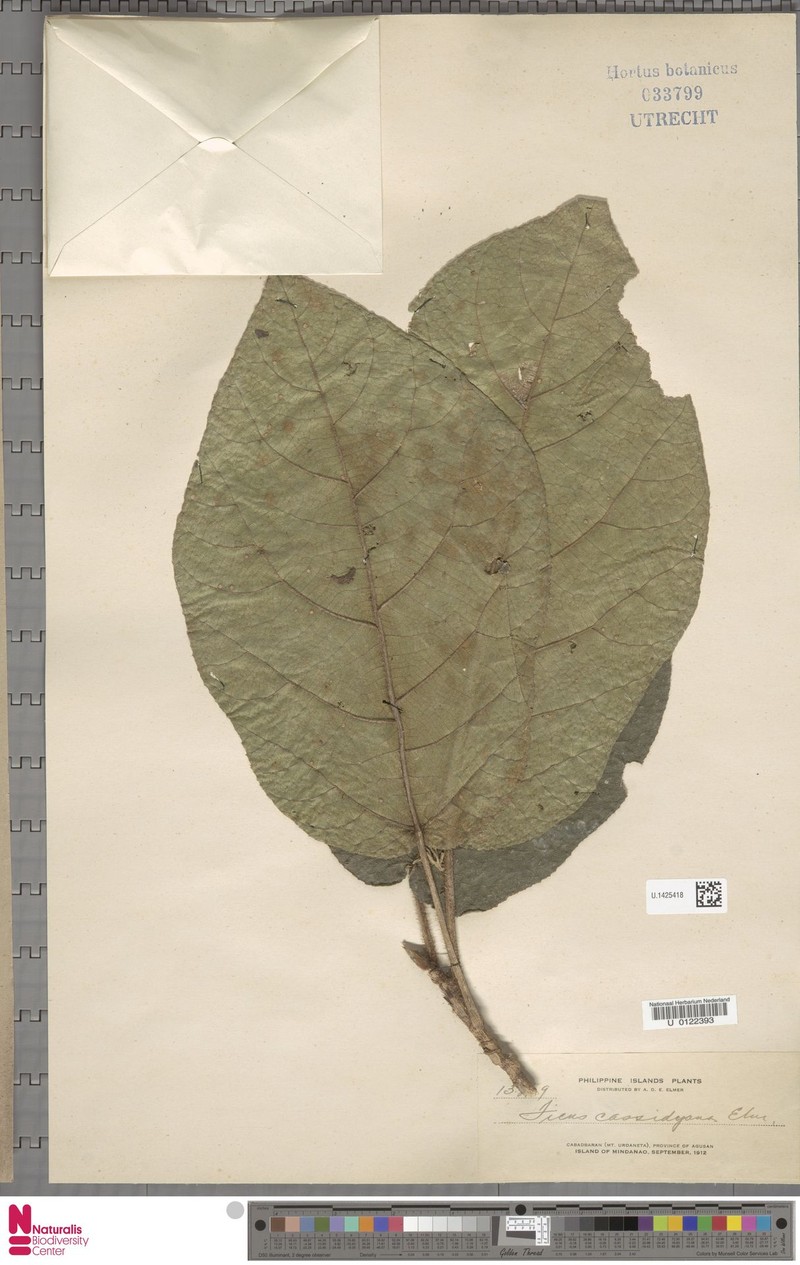 Ficus cassidyana photo 7