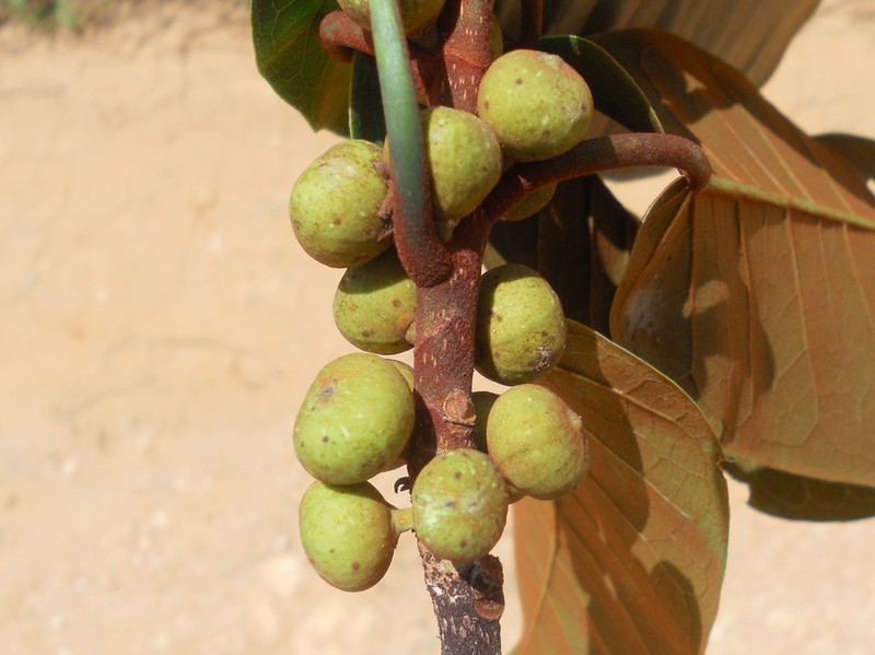 Ficus castellviana