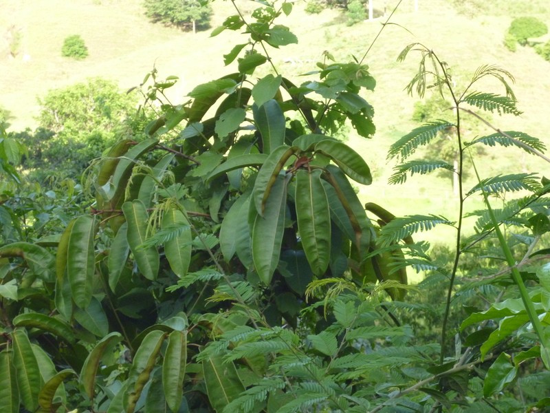 Ficus castellviana photo 3