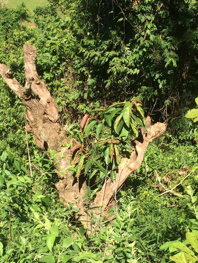 Ficus castellviana photo 4
